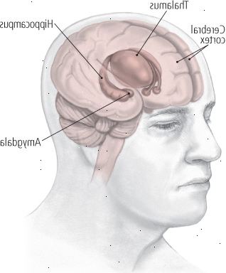 Områder i hjernen som påvirkes av depresjon
