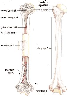 Anatomy av lange bein: gul marg kan fortsatt produsere blodceller når det trengs.