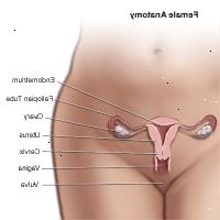 Illustrasjon av anatomien i kvinnelige bekkenregionen