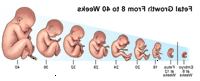 Illustrasjon av fosterutvikling 8-40 uker