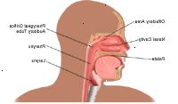 Anatomy of nese og svelg