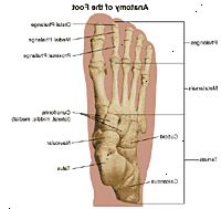 Anatomi av foten