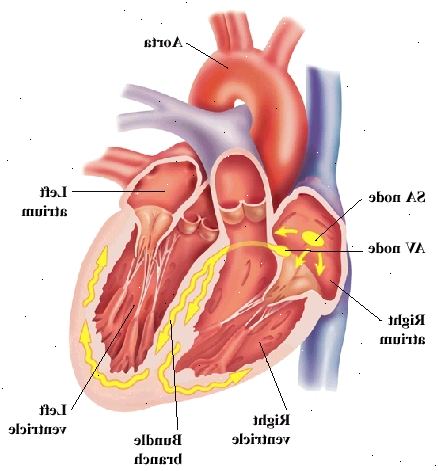 Fronten på hjertet viser atriene på toppen og ventriklene på bunnen. Aorta er store arterien spennende hjerte på toppen. SA-knuten og AV-knuten er i høyre atrium. Gren nervene er i veggen mellom ventriklene og kurve i ventrikkel vegger. Signaler fra AV-knuten reise til AV-knuten og inn bunt grener.
