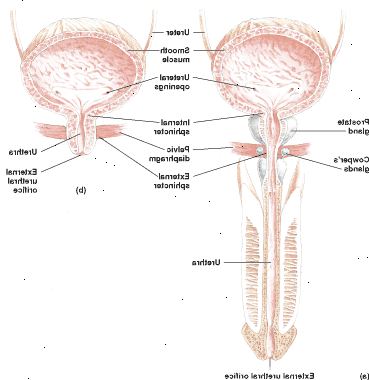Blæren og urinrøret til en mannlig (a) og en hunn (b)