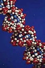 Bilde av en modell av et DNA, forstørret