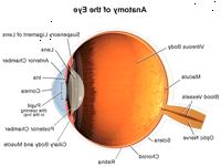 Oppbygningen av øyet, indre