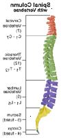En illustrasjon av anatomien av ryggraden