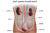 Illustrasjon av anatomi av urinveiene, forfra