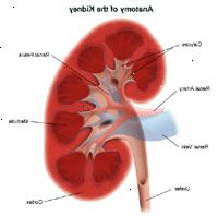 Illustrasjon av anatomien i nyrene