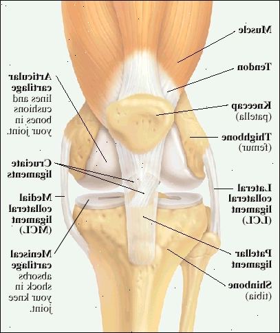 Fronten på kneleddet viser lår muskel og sene festet til kneskålen (patella). Slutt på lårbeinet (femur) og øverst på skinnleggen (tibia) er foret og polstret med leddbrusk. Menisk brusk på toppen av tibia absorberer sjokk i kneleddet. Lateral leddbånd (LCL) holder lårbeinet til skinnebenet på utsiden siden av kneet. Mediale leddbånd (MCL) holder lårbeinet til skinnebenet på innsiden siden av kneet. Patellar ligament forbinder kneskålen til forsiden av skinnleggen. Korsbånd holder bunnen av lårbeinet til toppen av skinnebenet.