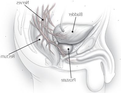 Prostata og dets nerver