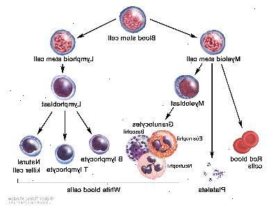 Blod-utvikling; tegningen viser trinnene en blod stilk cellen går gjennom å bli en rød blodceller, blodplater, eller hvite blodlegemer. En myeloid stamcelle blir en rød blodceller, blodplater, eller en myeloblast, som deretter blir en granulocytter (hvilke typer granulocytter er eosinofile, basofile, og nøytrofile). En lymfoid stamcelle blir en lymphoblast og deretter blir en b-lymfocytter, T-lymfocytter, eller naturlig killer celle.