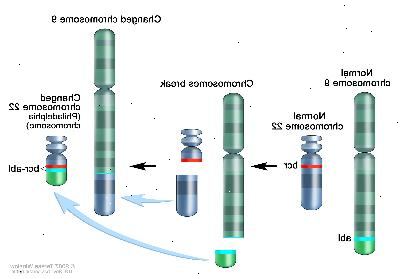 Philadelphia kromosom, tre-panel tegning viser en bit av kromosom 9 og en bit av kromosom 22 bryte av og handelssteder, og skaper en endret kromosom 22 kalles Philadelphia kromosom. I venstre panel, viser tegningen en normal kromosom 9 med ABL genet og en normal kromosom 22 med BCR genet. I det midtre panelet, viser tegningen kromosom 9 bryte fra hverandre i abl-genet og kromosom 22 bryte fra hverandre under bcr-genet. I panelet til høyre, viser tegningen kromosom 9 med stykket fra kromosom 22 festet og kromosom 22 med stykket fra kromosom 9 inneholder en del av ABL genet vedlagt. Den endrede kromosom 22 med BCR-ABL genet kalles Philadelphia kromosom.
