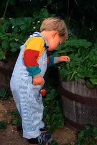 Bilde av ung gutt plukke jordbær