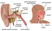 Anatomi av øre, nese og hals