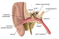 Ørets anatomi