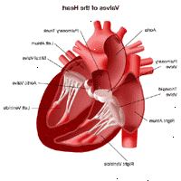 Illustrasjon av anatomien på hjertet, visning av ventilene