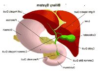 Illustrasjon av anatomi av galle systemet