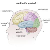 Illustrasjon av deler av hjernen
