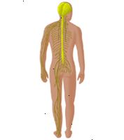 Illustrasjon av en nerve ledningshastigheten test
