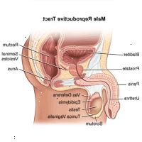 Illustrasjon av anatomien på den mannlige skjede