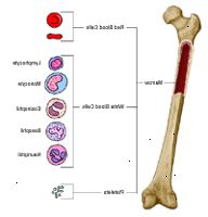 Anatomi av et bein, som viser blodceller