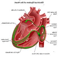 Illustrasjon av anatomien på hjertet, visning av det elektriske systemet