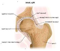 Anatomi av hofteleddet