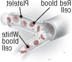 Blodceller og blodplater
